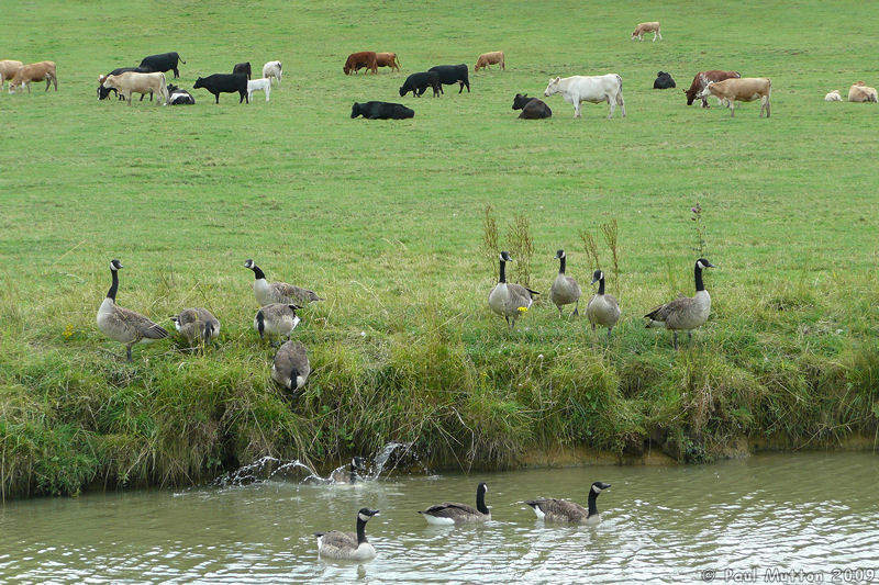 P1020888 Canada Geese